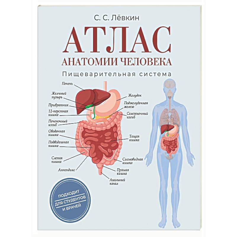 Атлас анатомии человека. Пищеварительная система