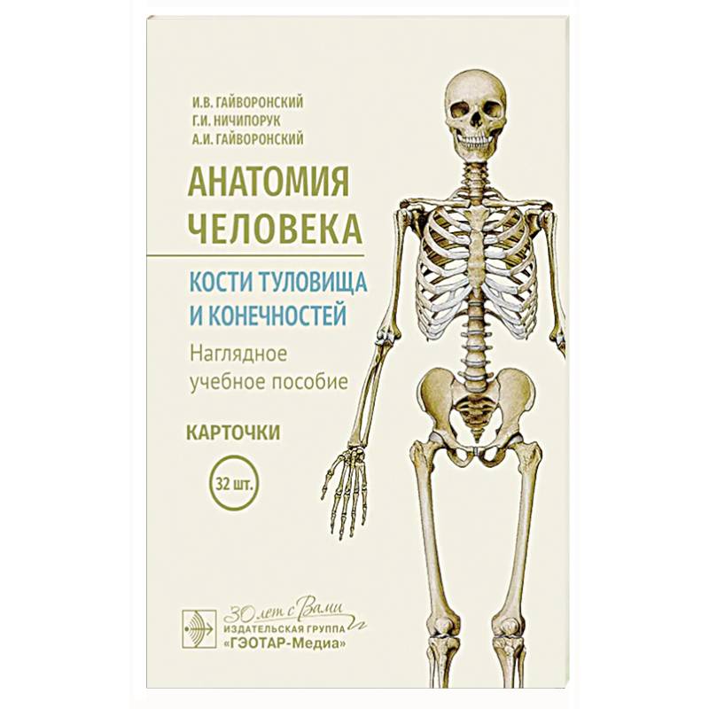 Анатомия человека. Кости туловища и конечностей. Карточки: Наглядное учебное пособие