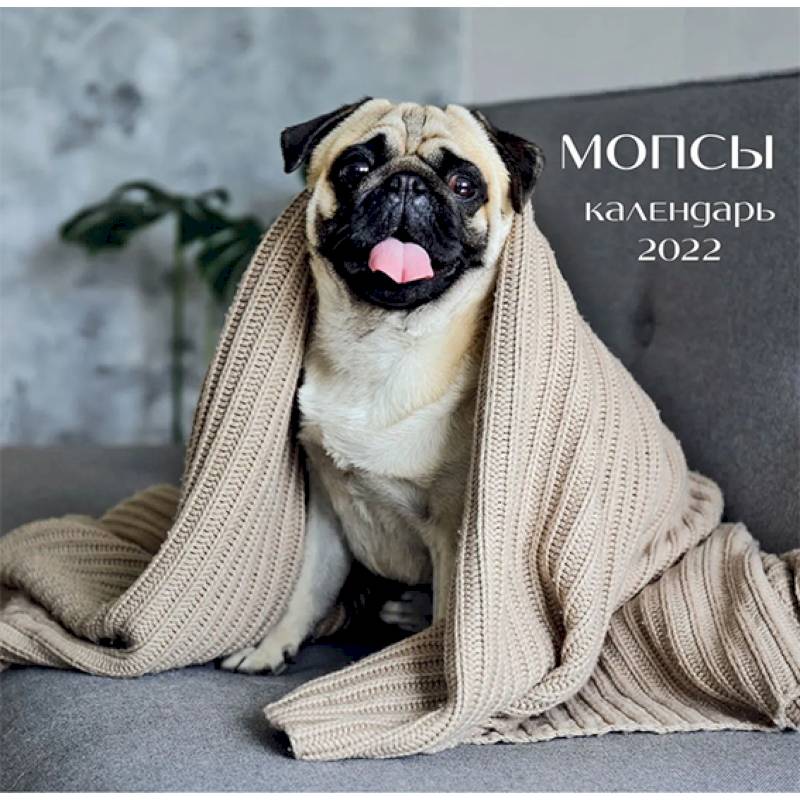 Мопсы (фото). Календарь настенный на 2022 год