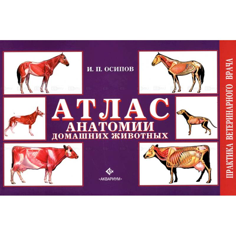 Атлас анатомии домашних животных